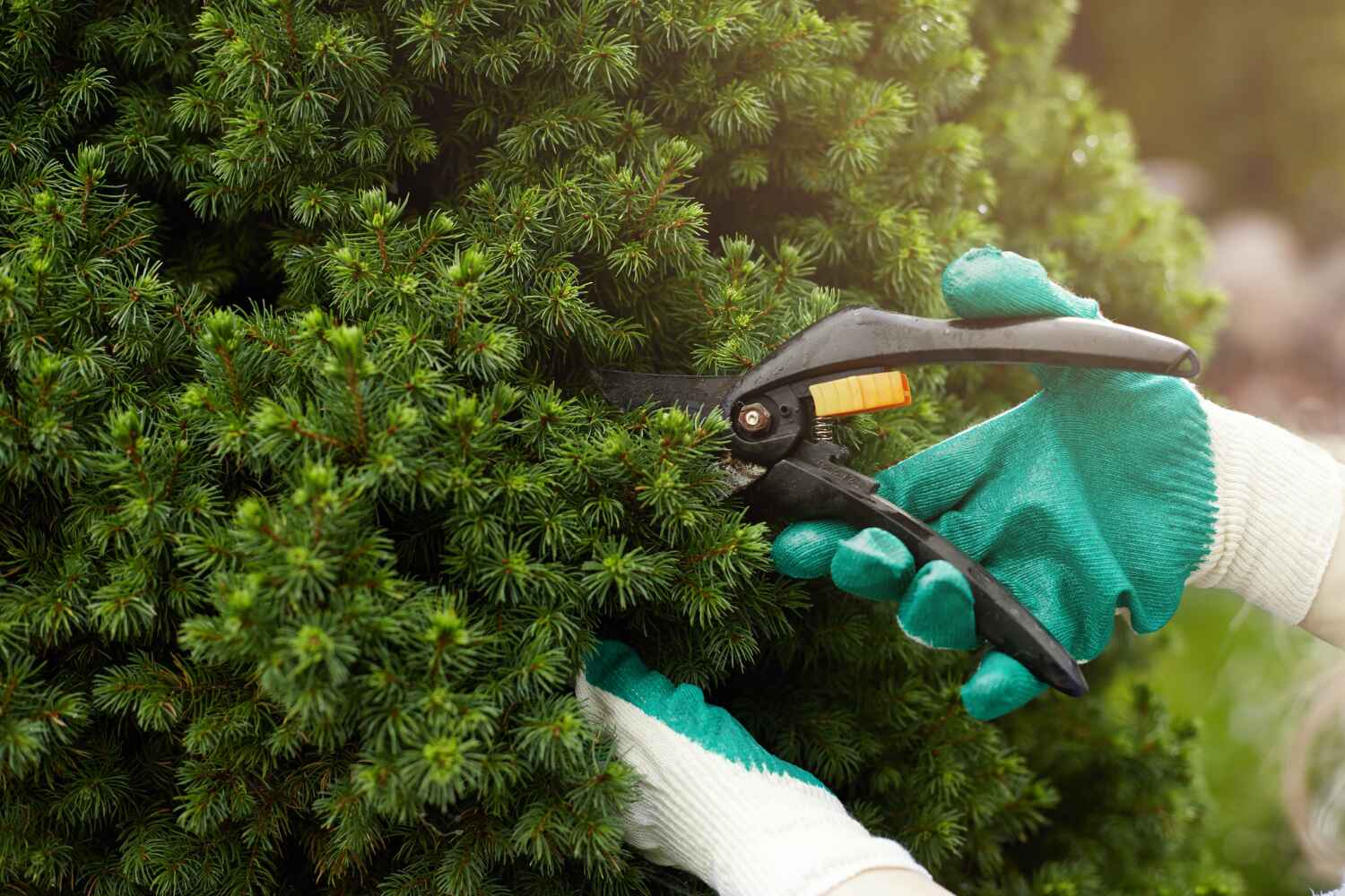 Best Arborist Services Near Me  in Atlanta, GA